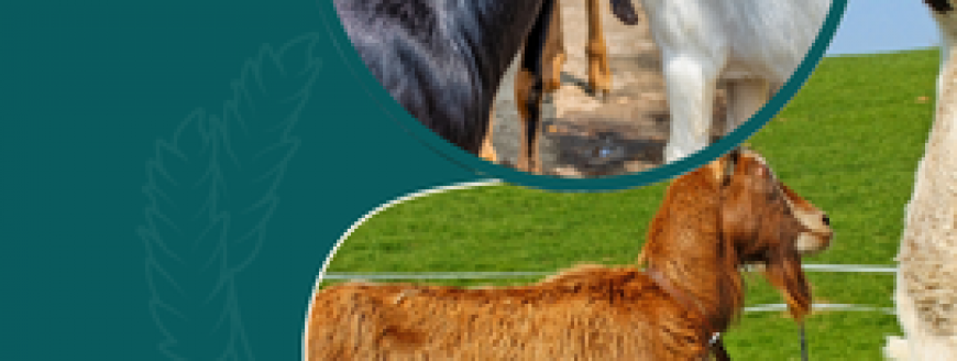 category-images