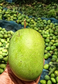 product name