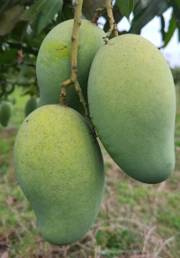 product name